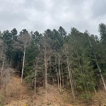 Fichtenzauber St. Blasien